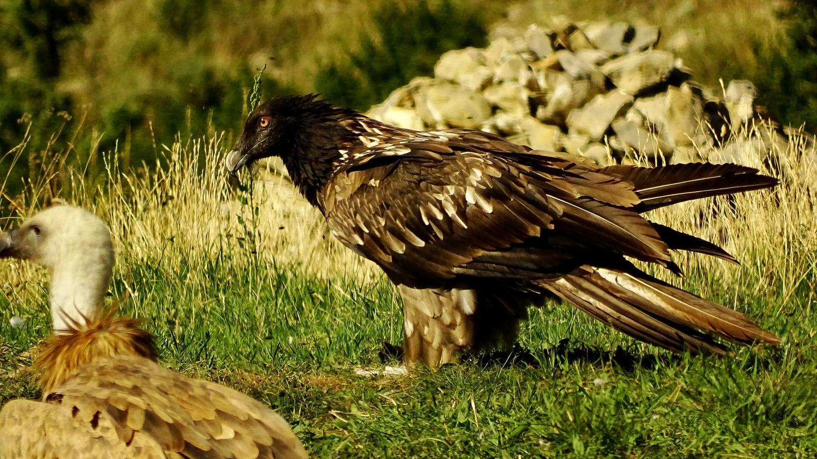 bearded vulture photos