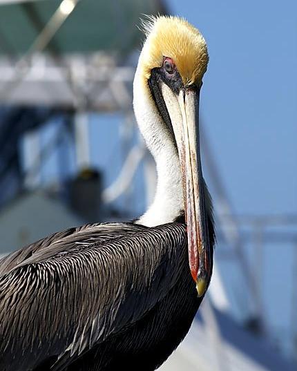 brown pelican(atlantic photos