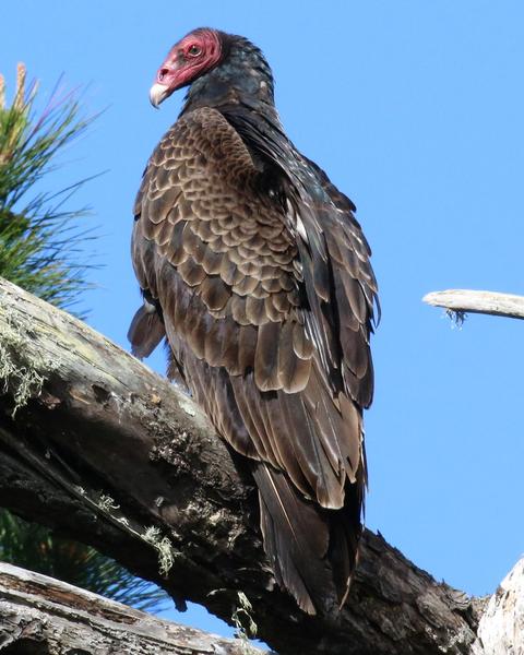 turkey vulture photos