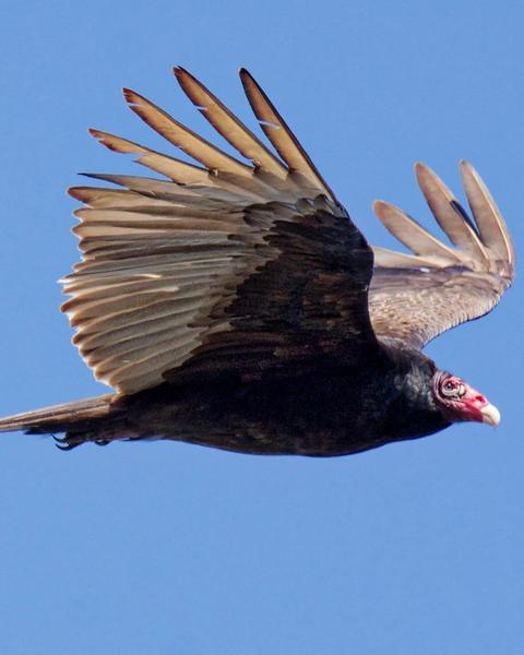 turkey vulture (northern) photos