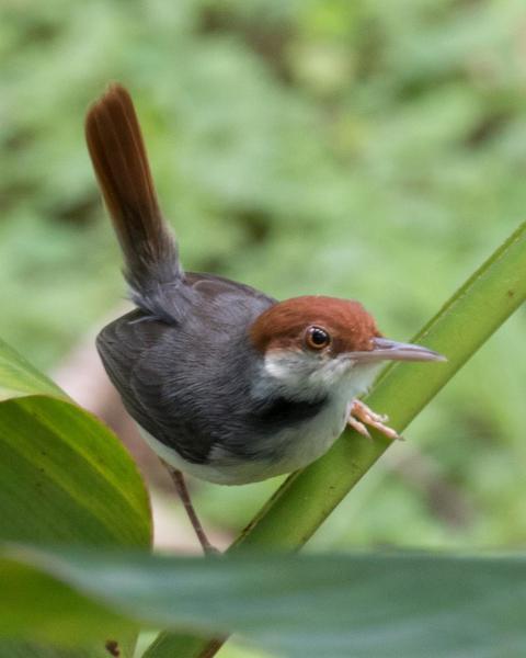 rufous-tailed tailorbird photos