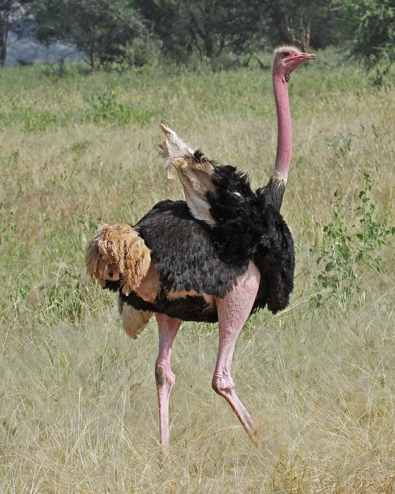 Common Ostrich Photo by Robert Polkinghorn