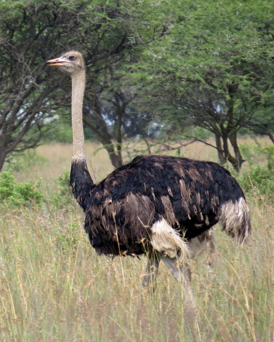 Common Ostrich Photo by Peter Boesman