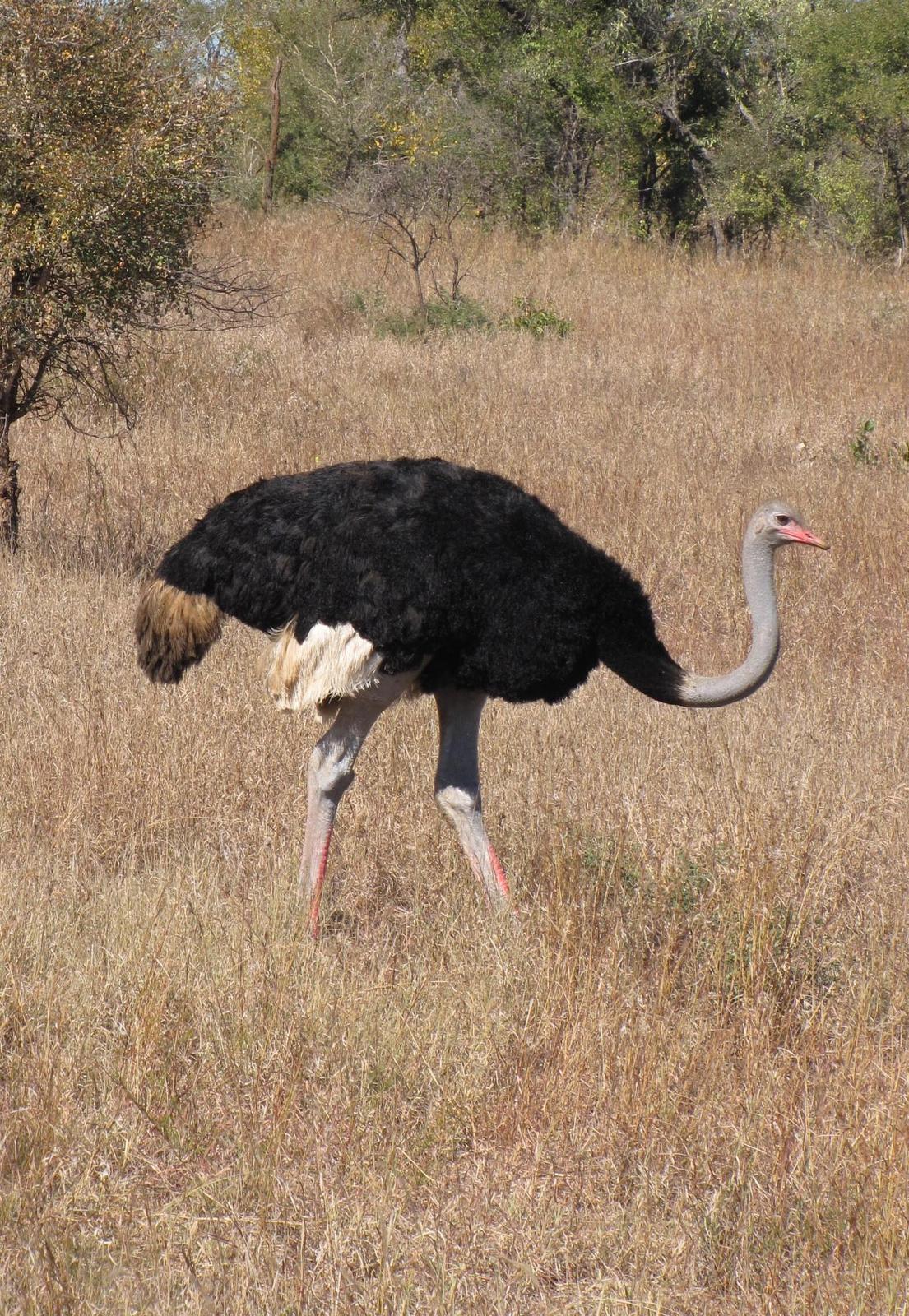 Common Ostrich Photo by Richard  Lowe