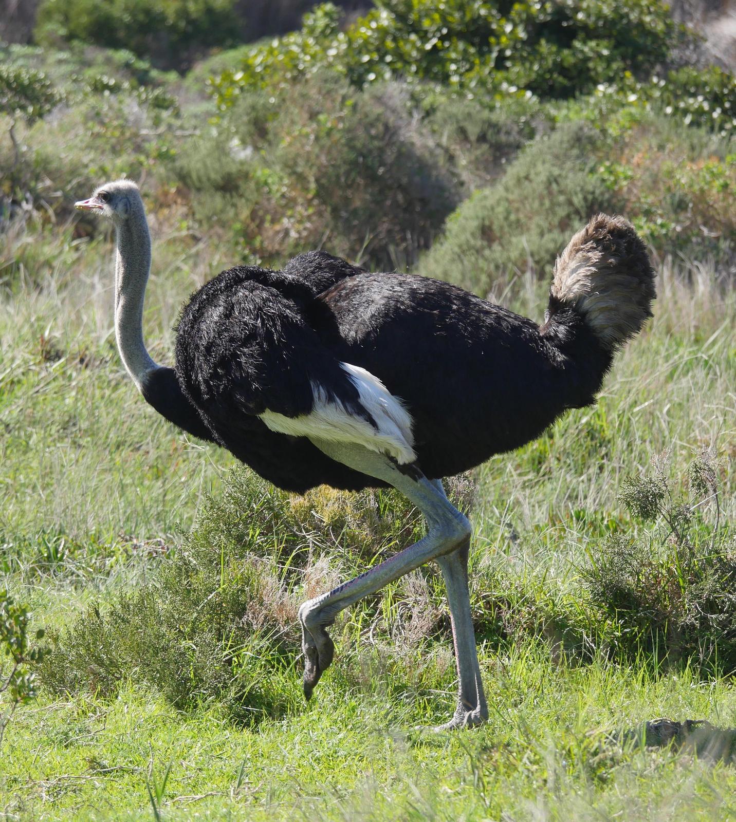 Common Ostrich Photo by Peter Lowe