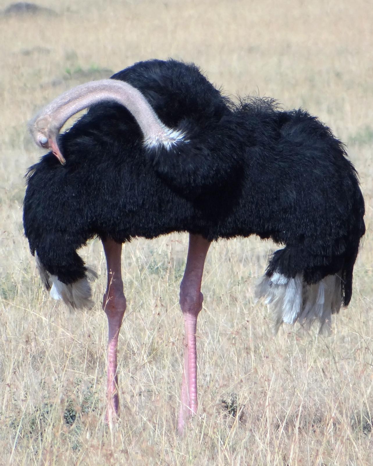 Common Ostrich Photo by Todd A. Watkins