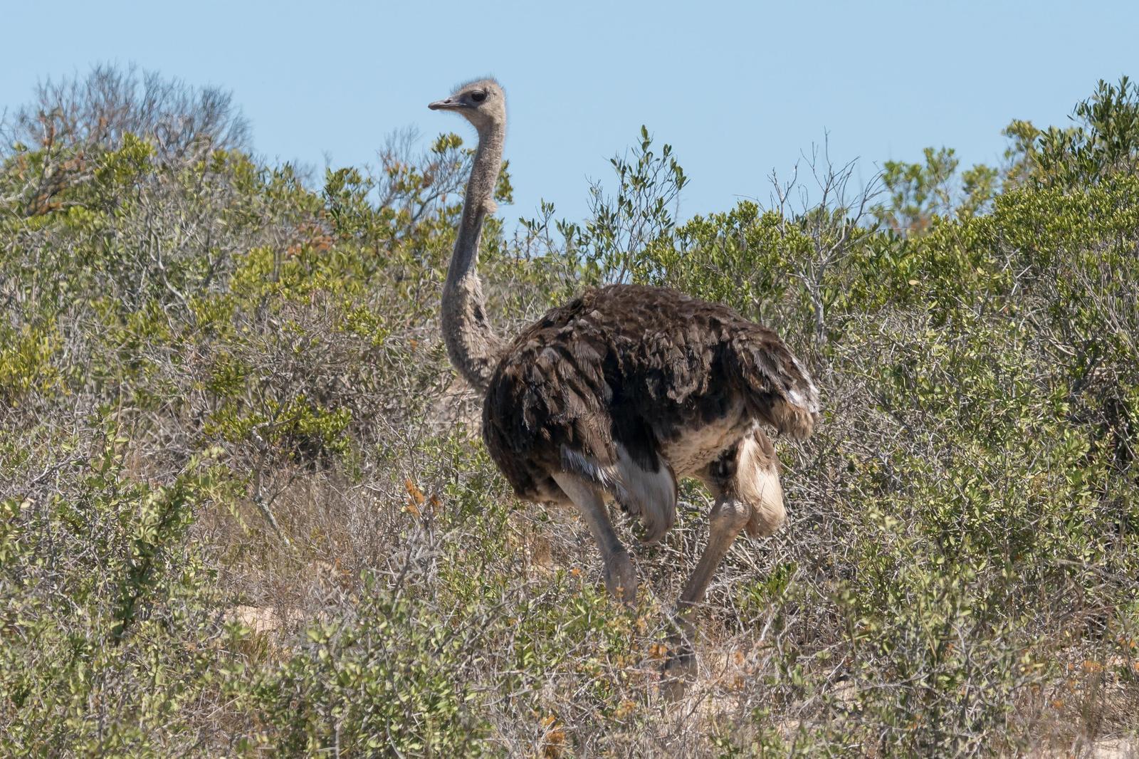 Common Ostrich Photo by Gerald Hoekstra