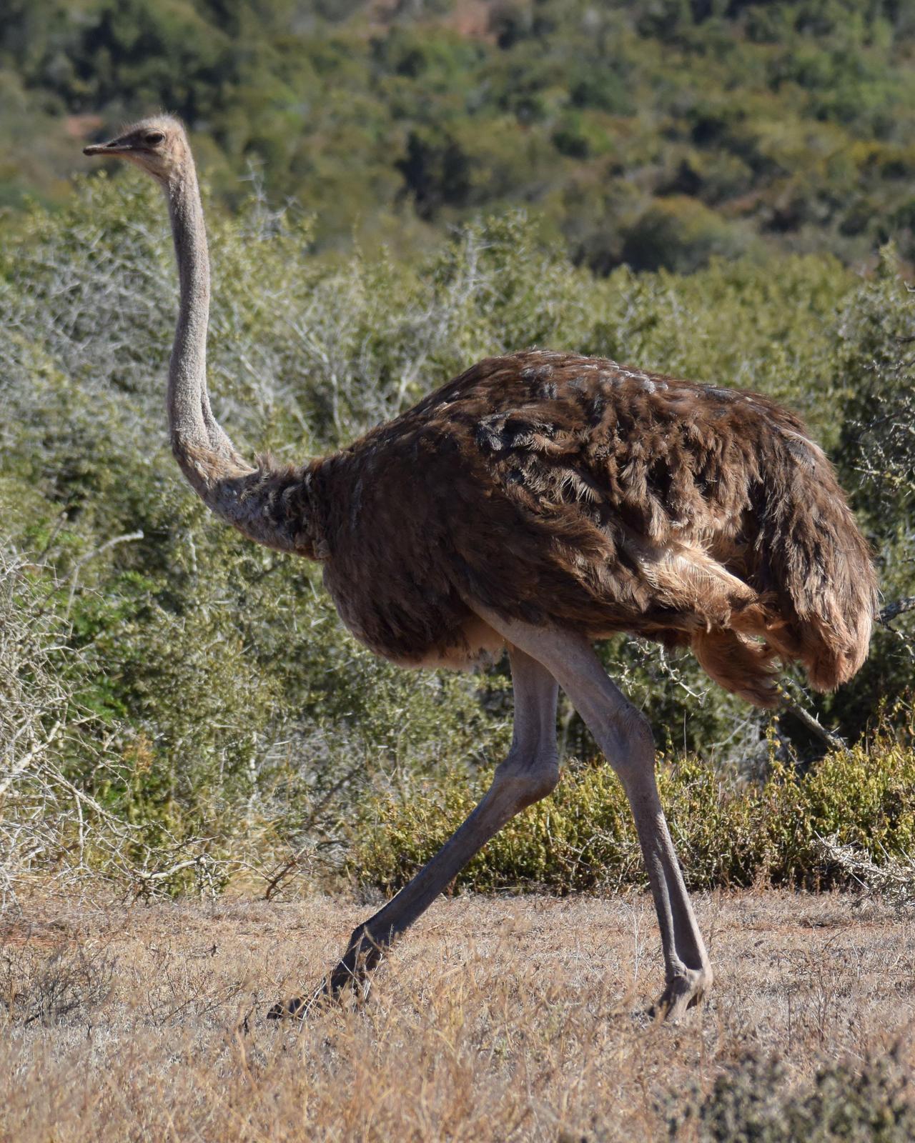 Common Ostrich Photo by Steve Percival