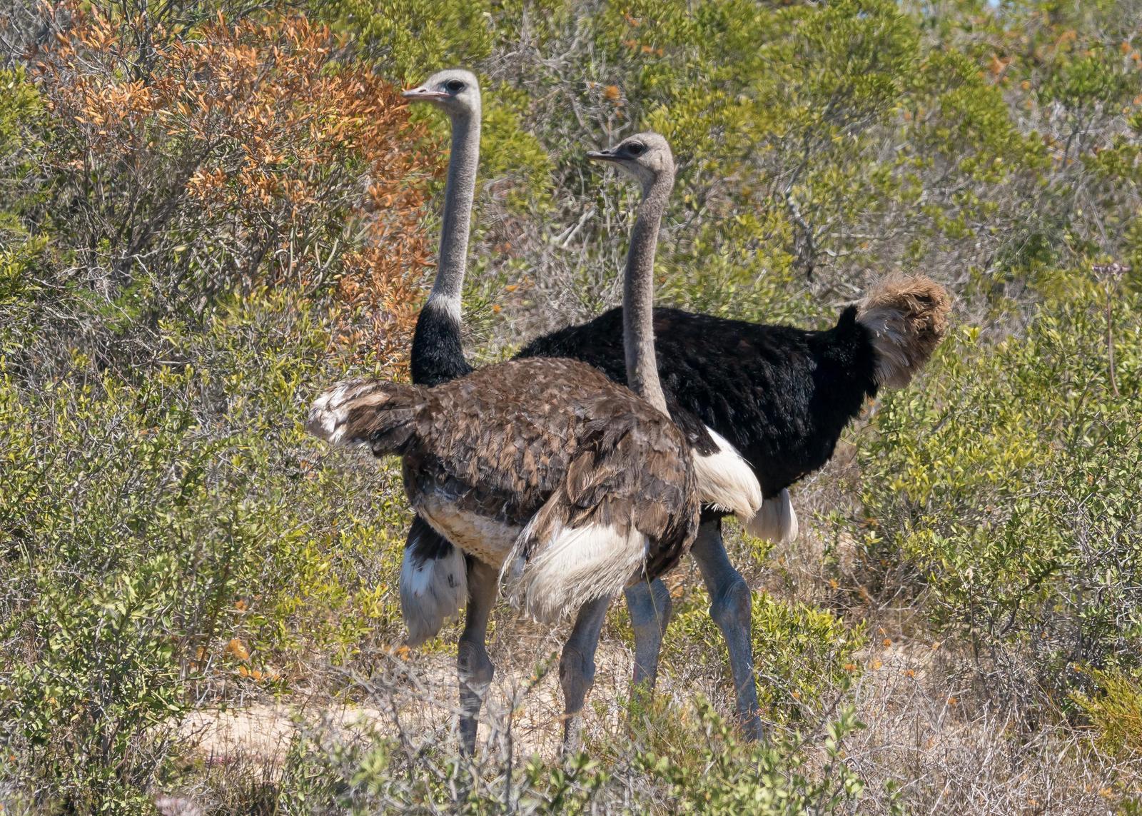 Common Ostrich Photo by Gerald Hoekstra