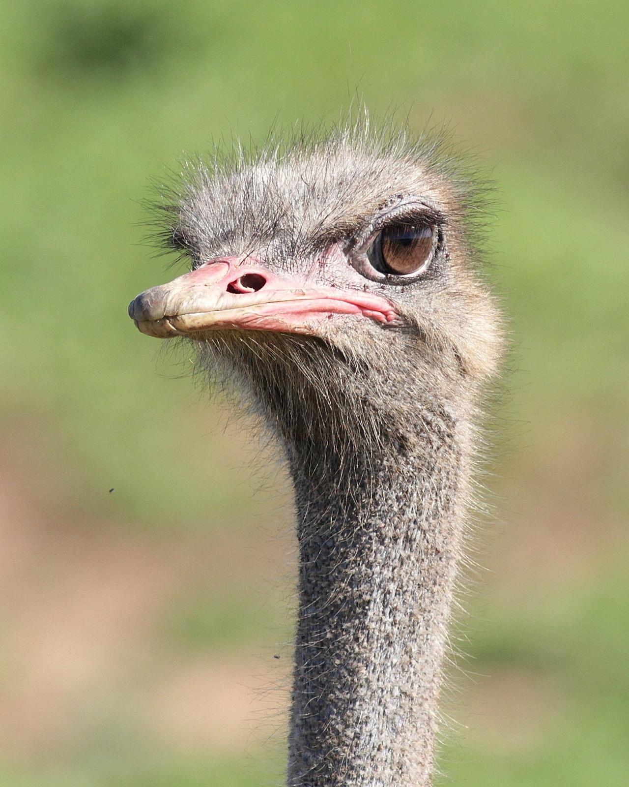 Common Ostrich Photo by Alex Lamoreaux
