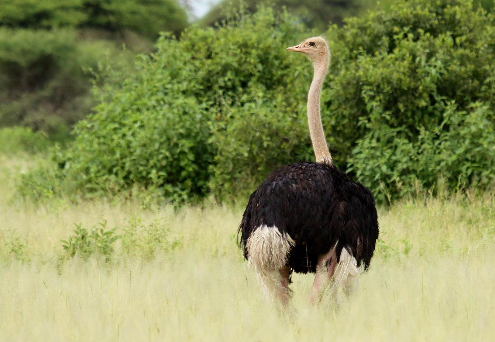 Common Ostrich Photo by Matthew McCluskey