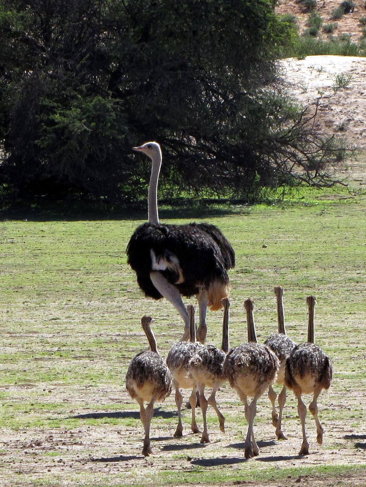 Common Ostrich Photo by Richard  Lowe