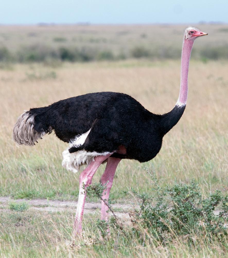 Common Ostrich Photo by Carol Foil