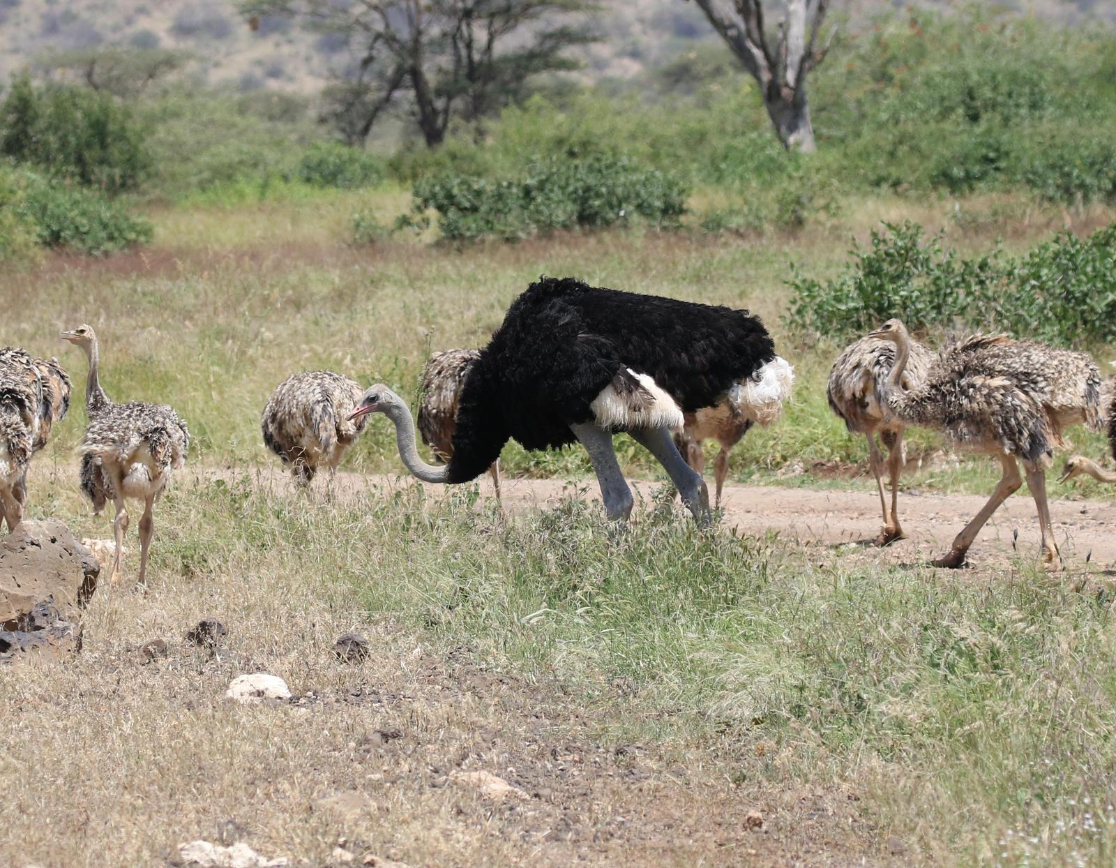 Somali Ostrich Photo by Nate Dias