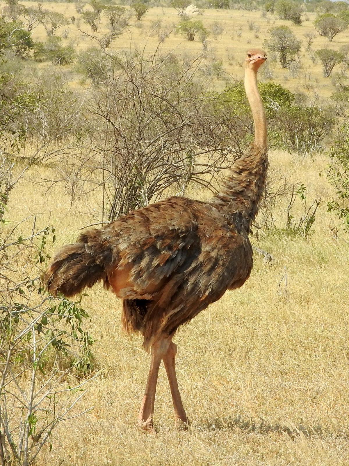 Somali Ostrich Photo by Todd A. Watkins