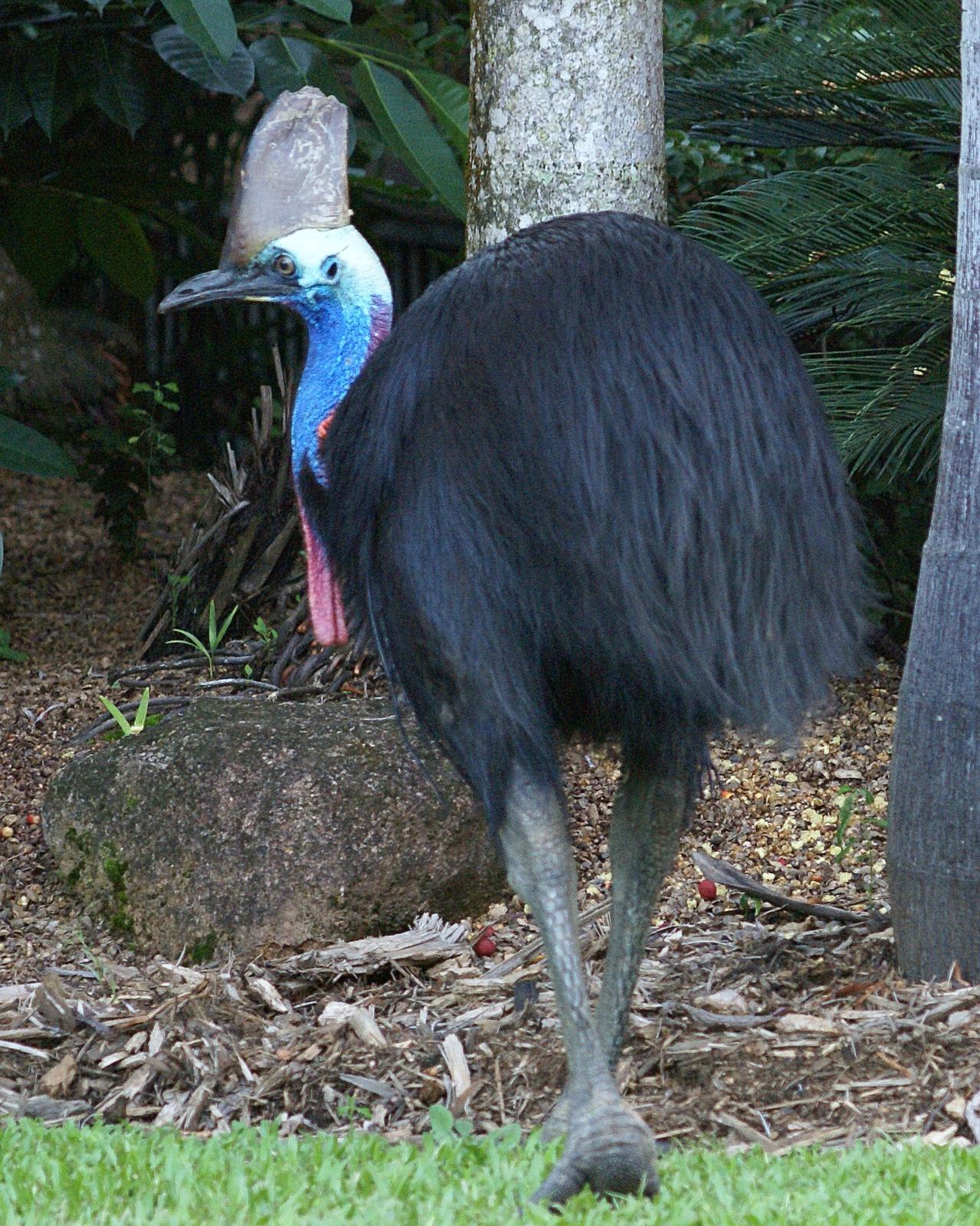 Southern Cassowary Photo by Steve Percival