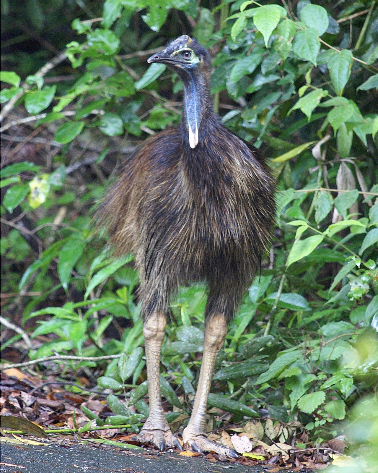 Southern Cassowary Photo by Steve Percival