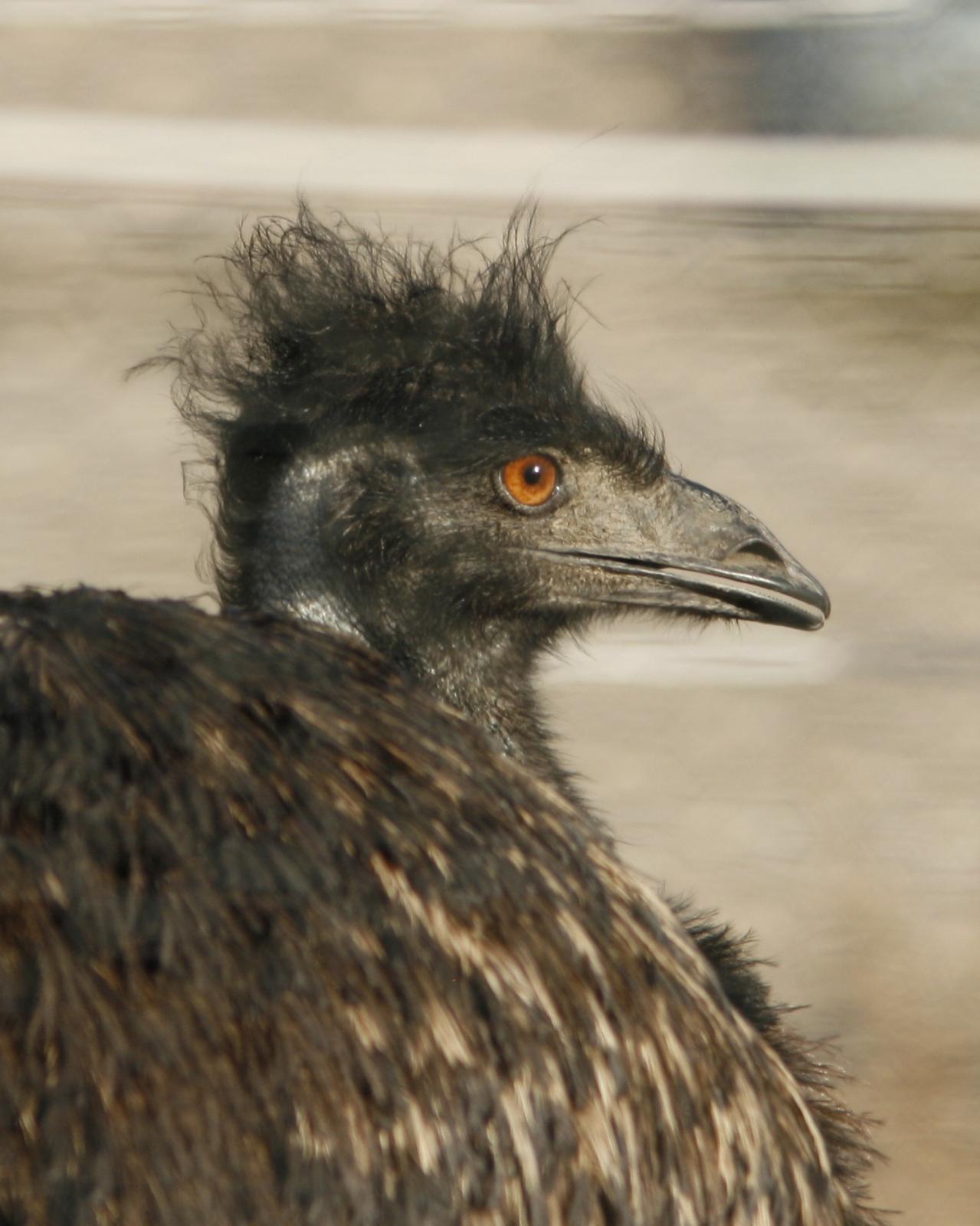 Emu Photo by Oscar Johnson