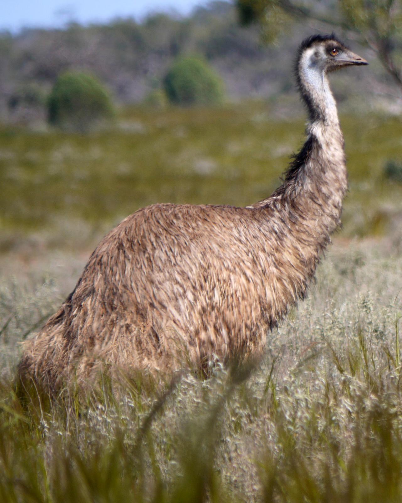 Emu Photo by Peter Lowe