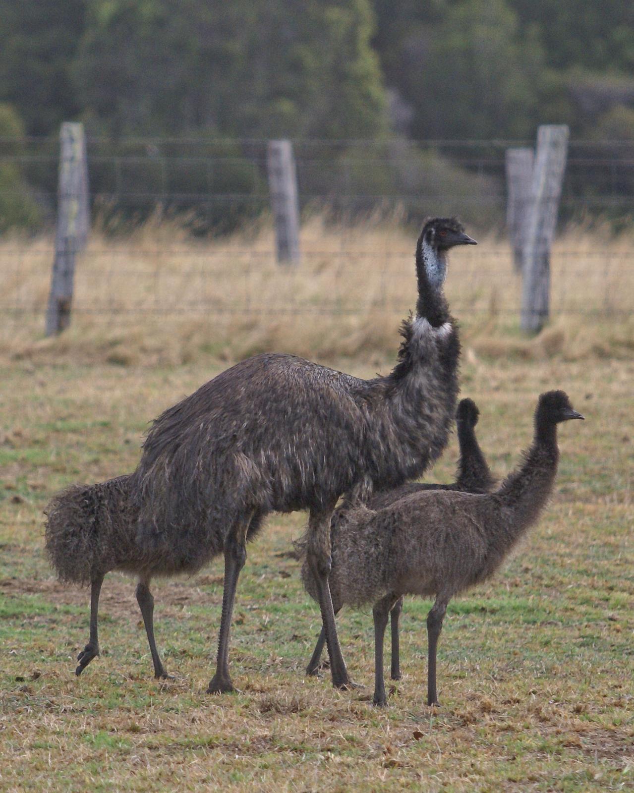 Emu Photo by Steve Percival