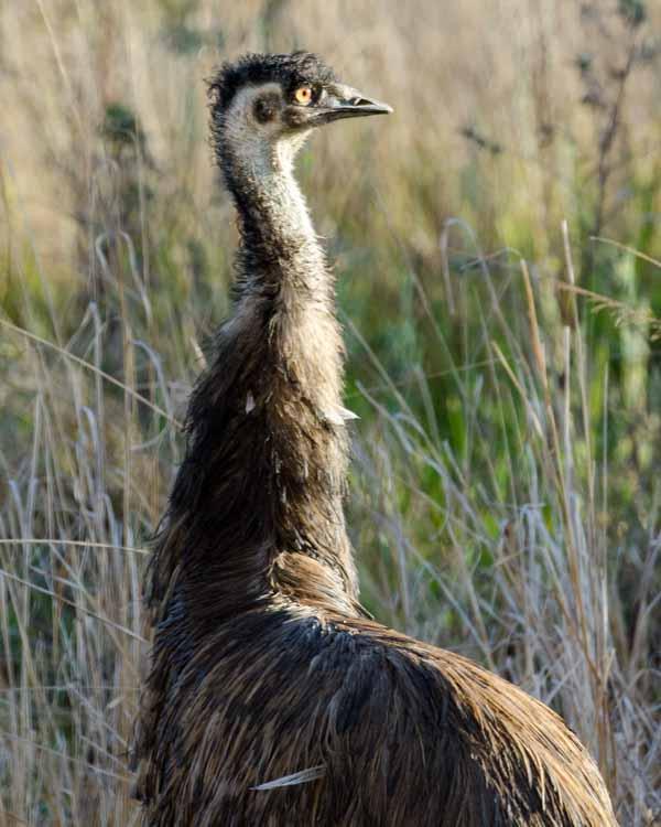 Emu Photo by Bob Hasenick