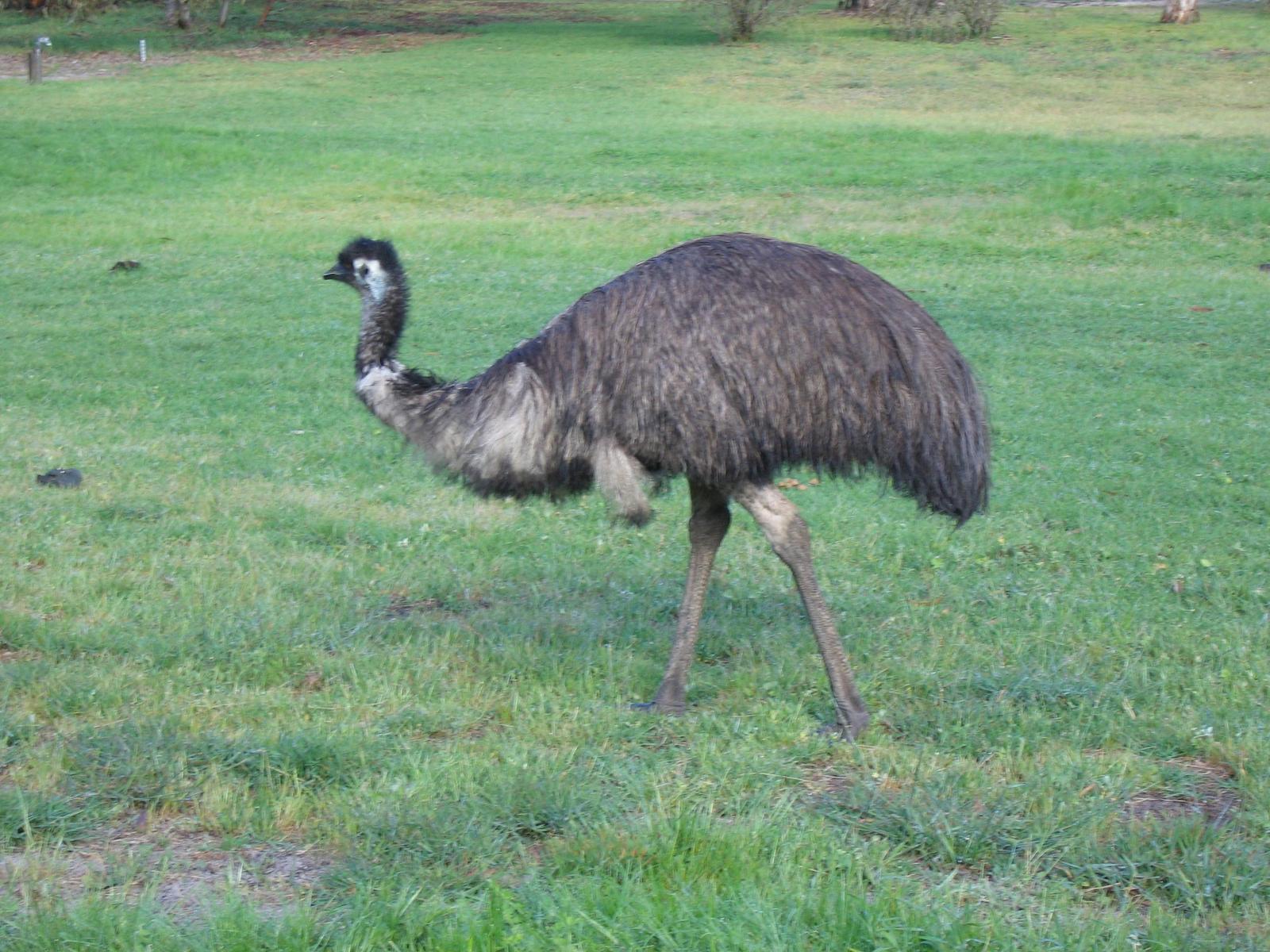Emu Photo by Daliel Leite