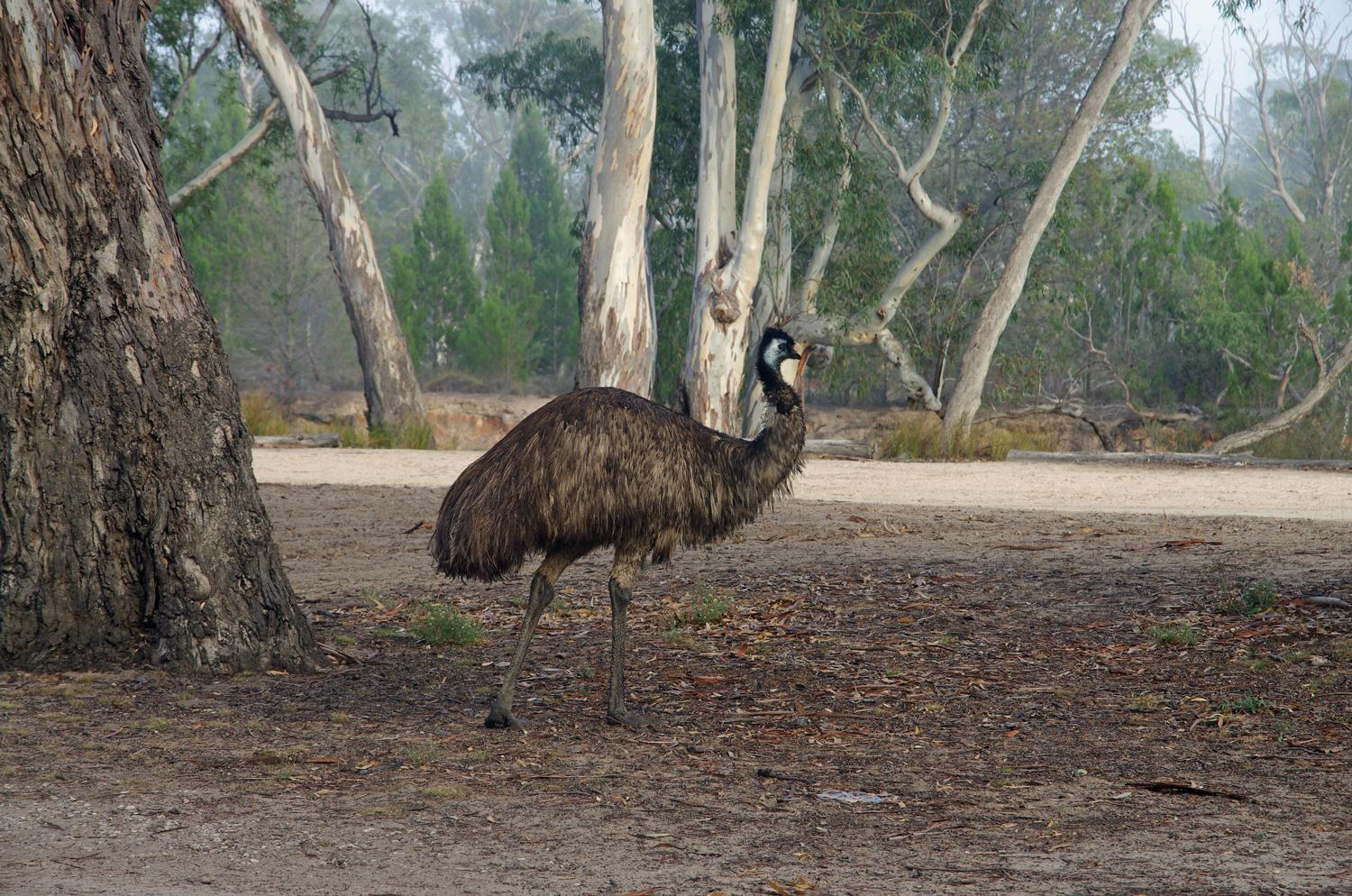 Emu Photo by Richard Lund