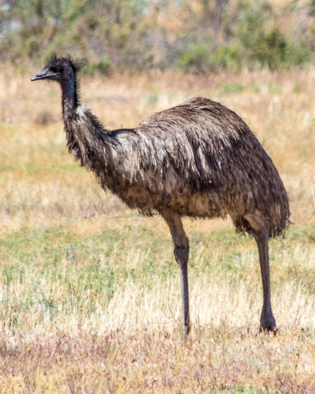 Emu Photo by Mark Baldwin