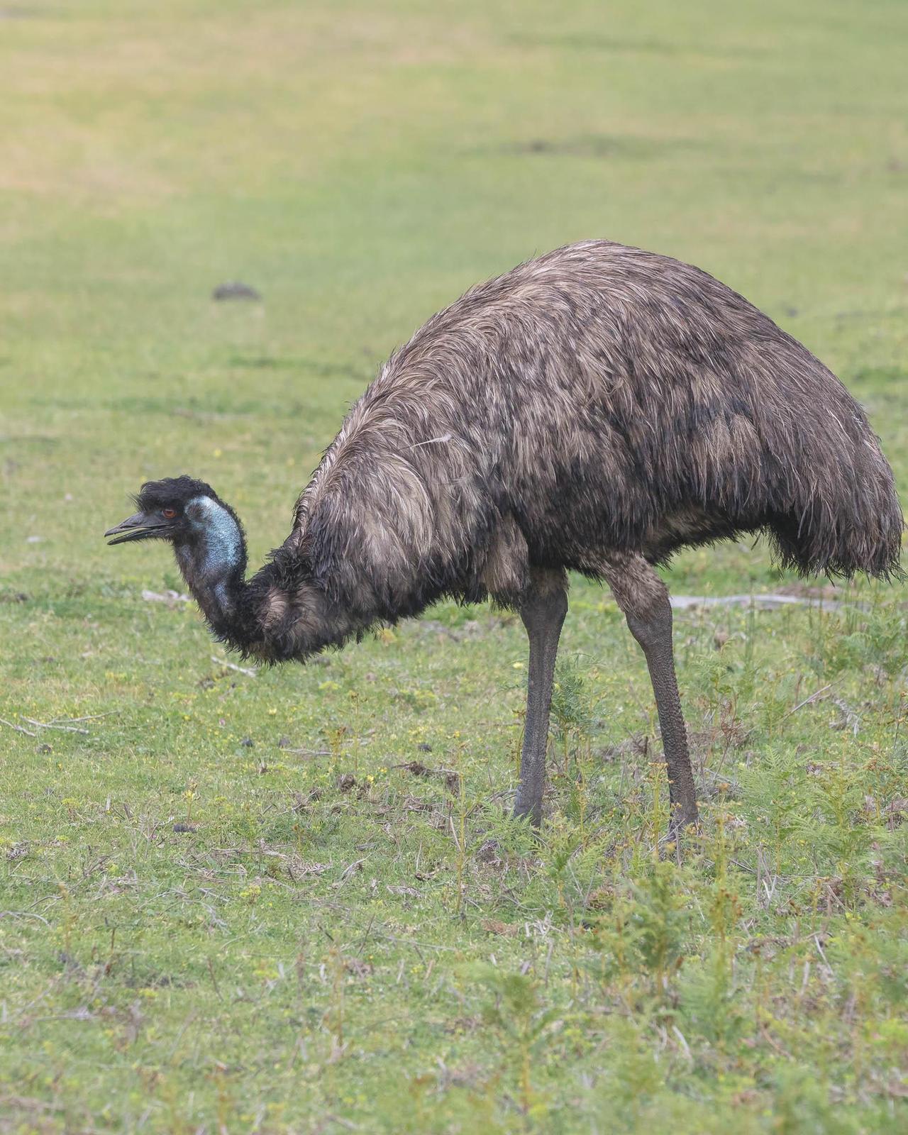Emu Photo by Denis Rivard