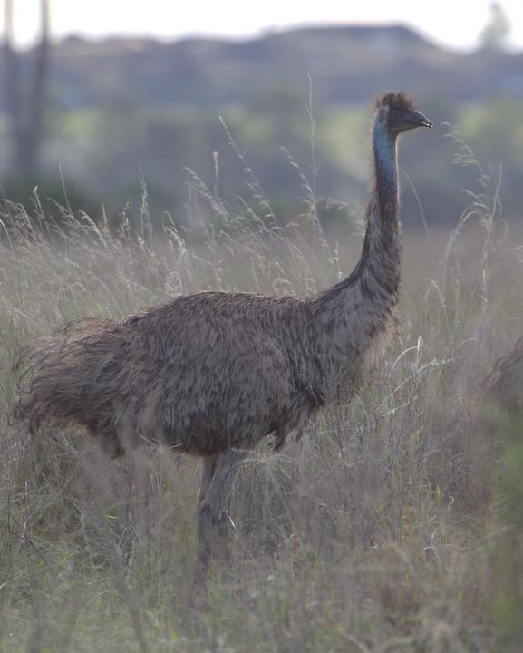 Emu Photo by Mat Gilfedder