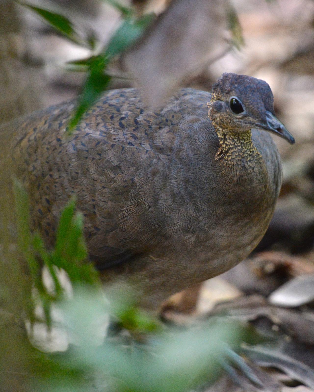 Great Tinamou Photo by Gerald Friesen