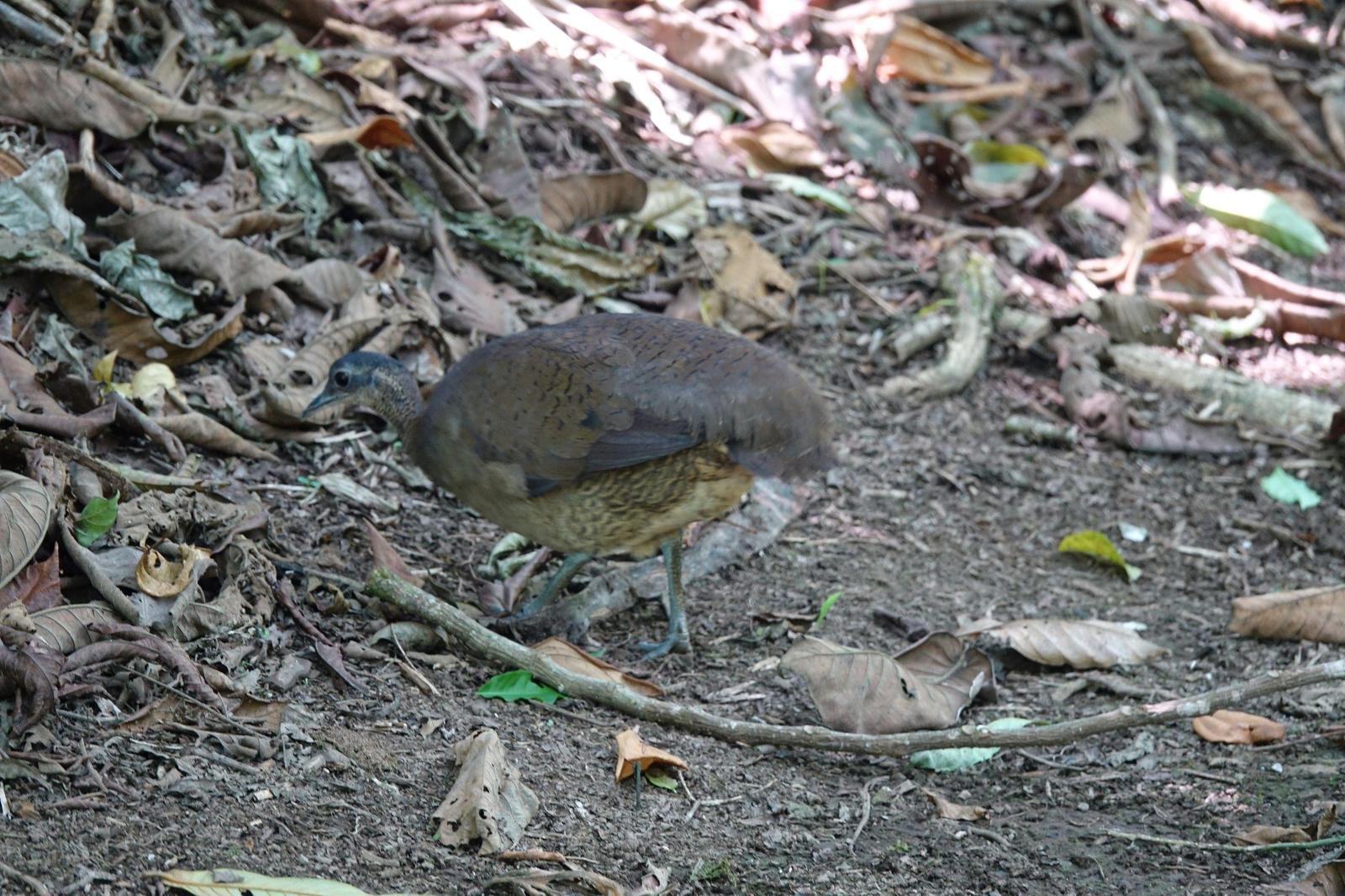 Great Tinamou Photo by Bonnie Clarfield-Bylin