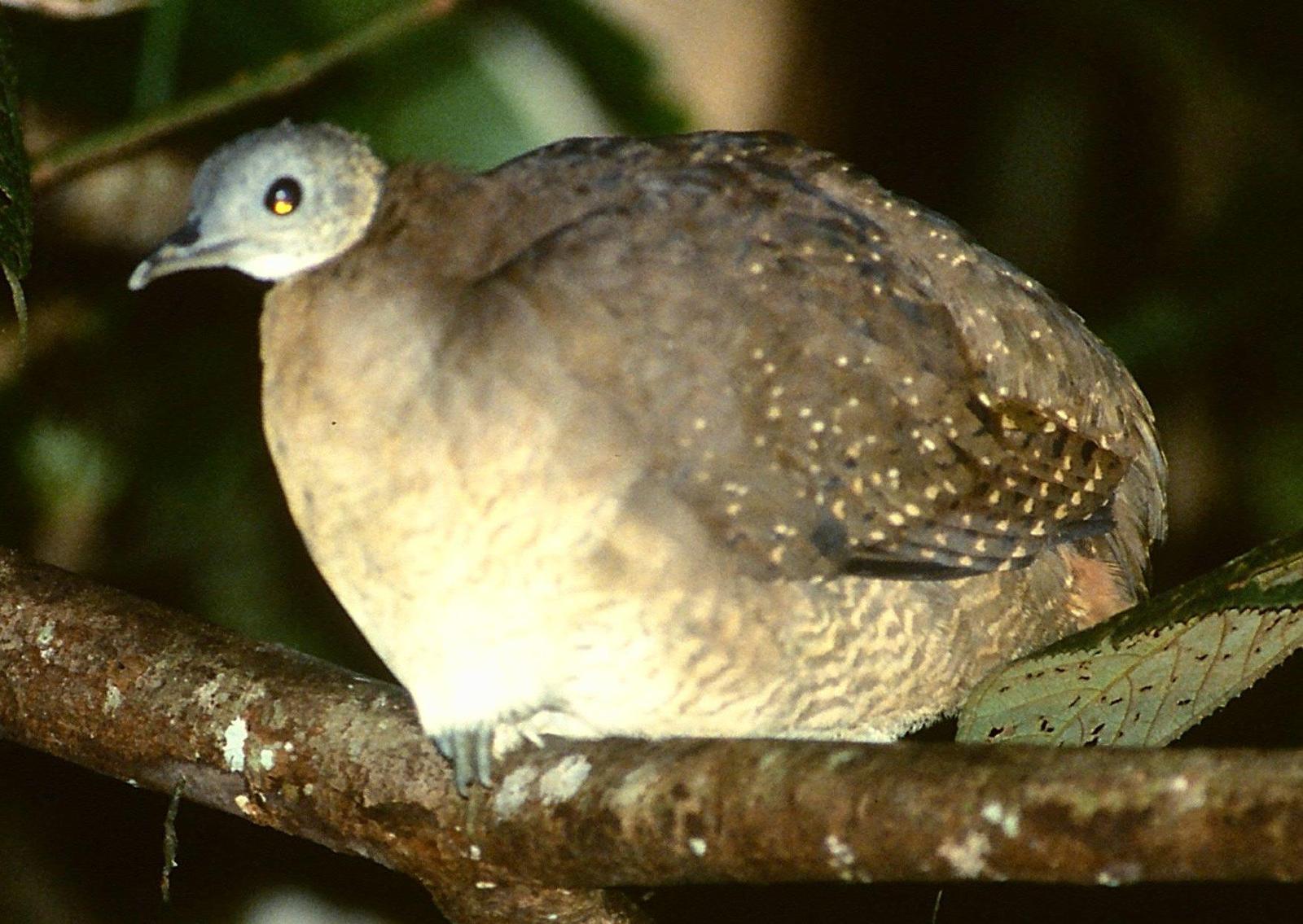White-throated Tinamou Photo by Lee Harding