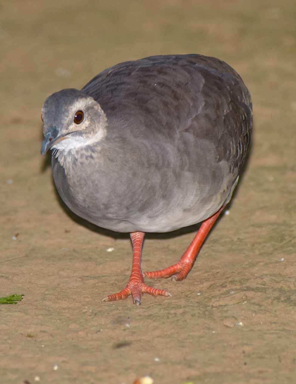 Pale-browed Tinamou Photo by Andrew Pittman