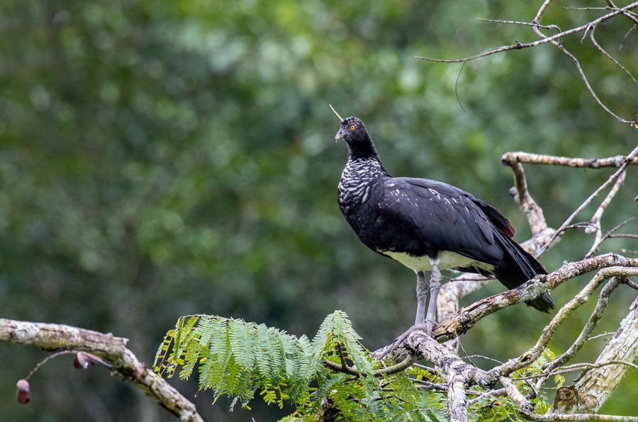 Horned Screamer Photo by Bejat McCracken