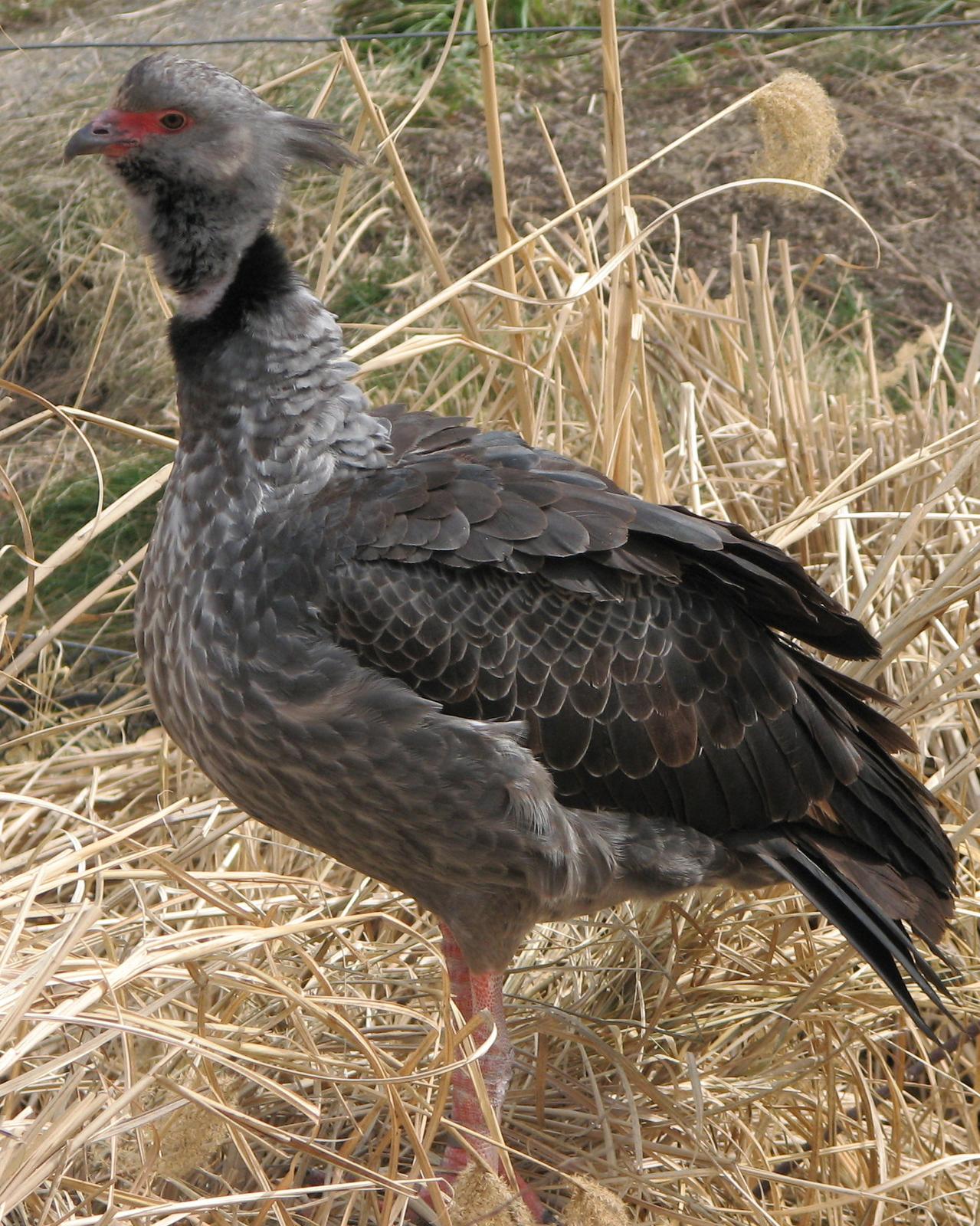 Southern Screamer Photo by Anne Terry