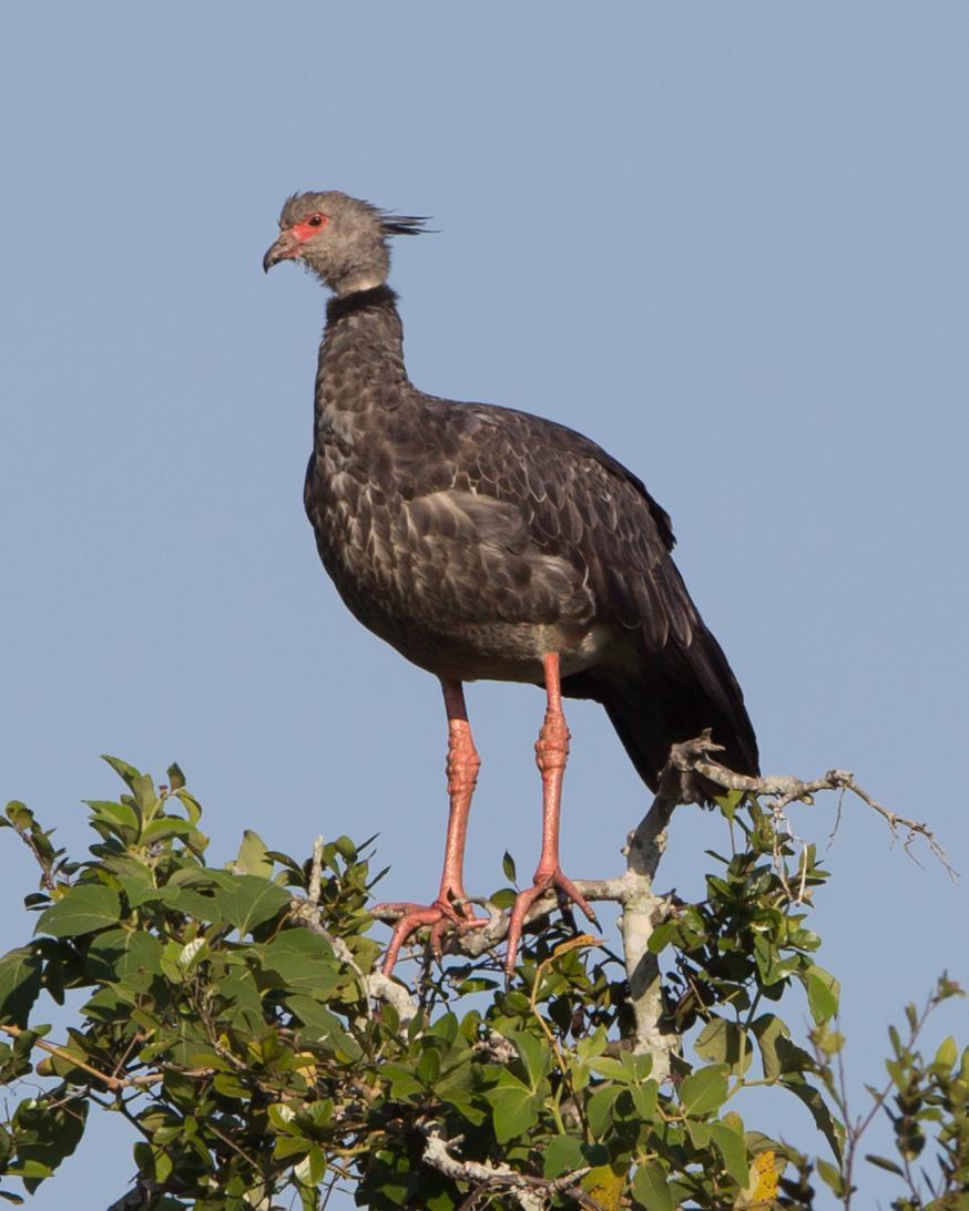Southern Screamer Photo by Kevin Berkoff
