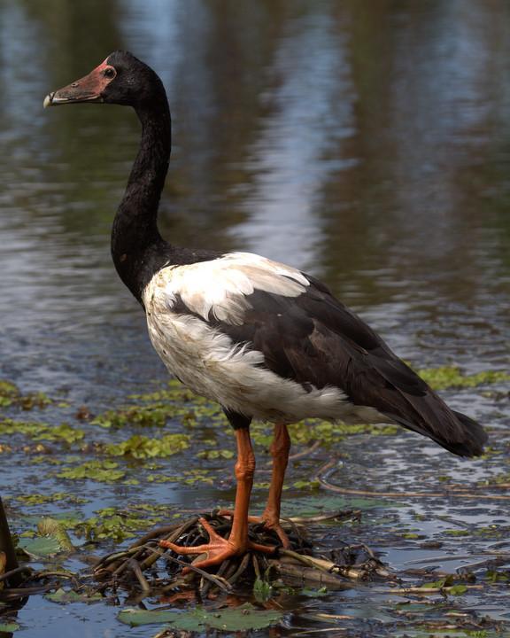 Magpie Goose Photo by Mat Gilfedder