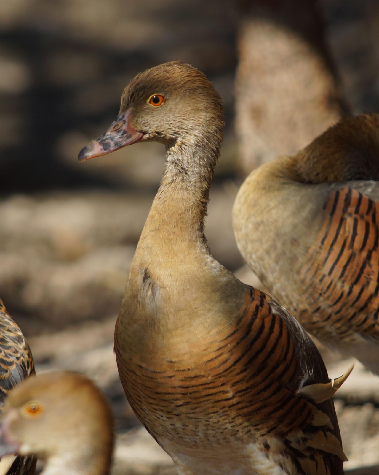 Plumed Whistling-Duck Photo by Steve Percival
