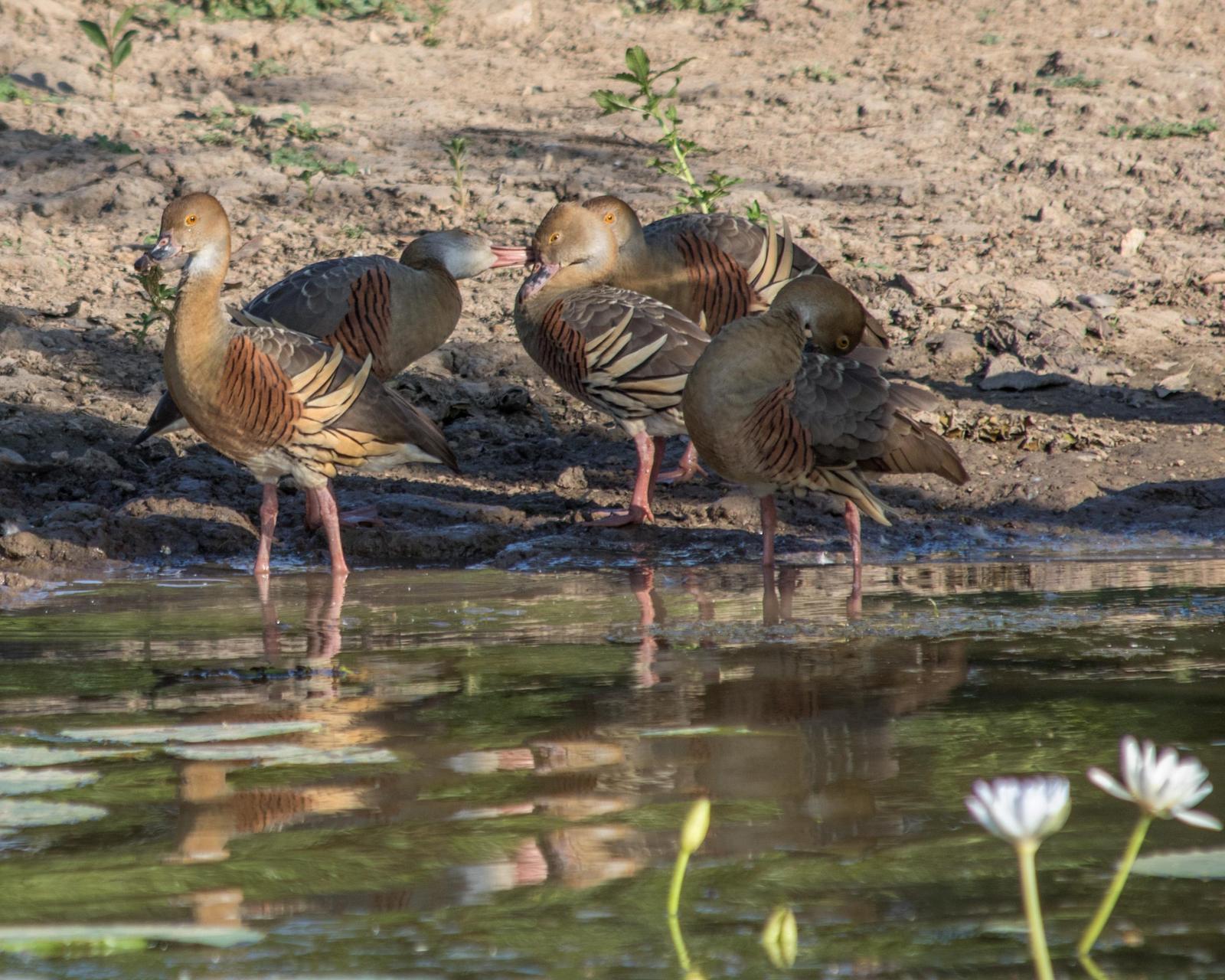 Plumed Whistling-Duck Photo by Mark Baldwin