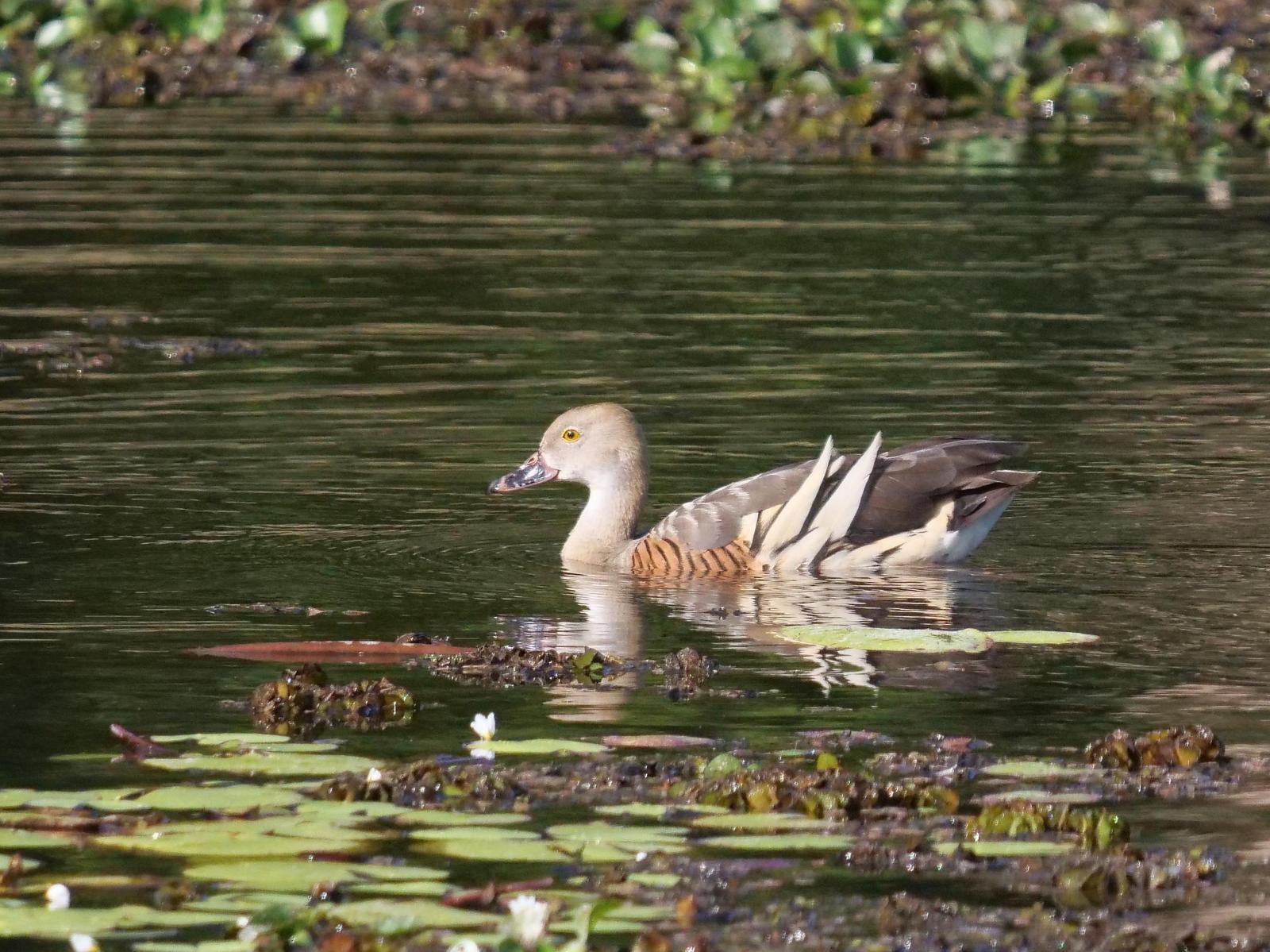 Plumed Whistling-Duck Photo by Peter Lowe