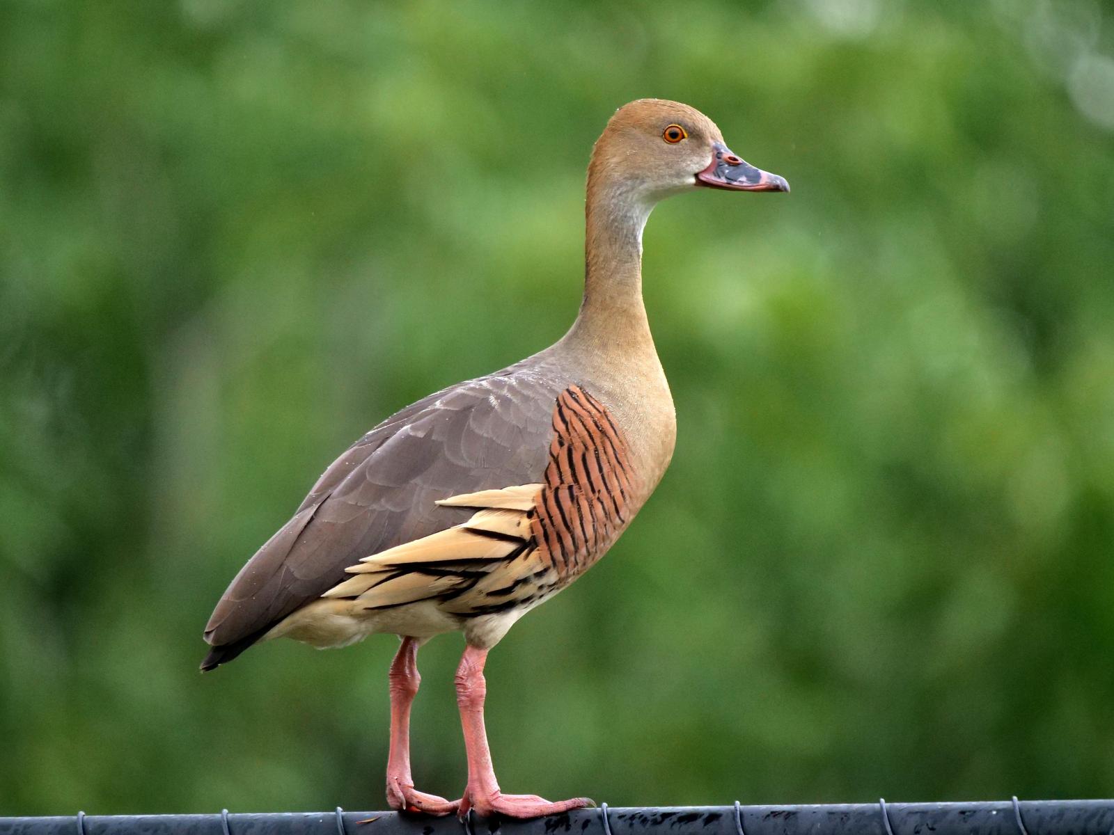 Plumed Whistling-Duck Photo by Peter Lowe