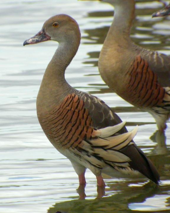 Plumed Whistling-Duck Photo by Mat Gilfedder