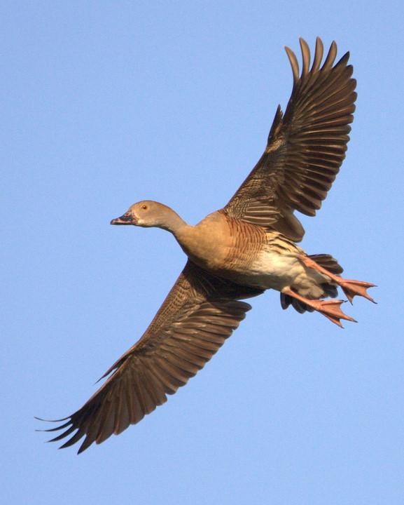 Plumed Whistling-Duck Photo by Mat Gilfedder