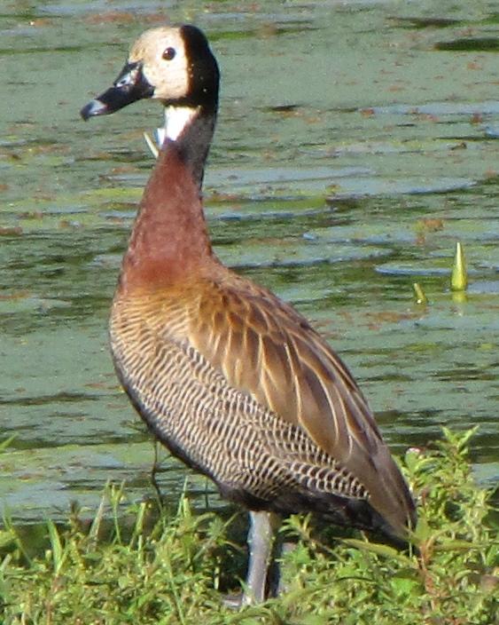 White-faced Whistling-Duck Photo by Kent Fiala
