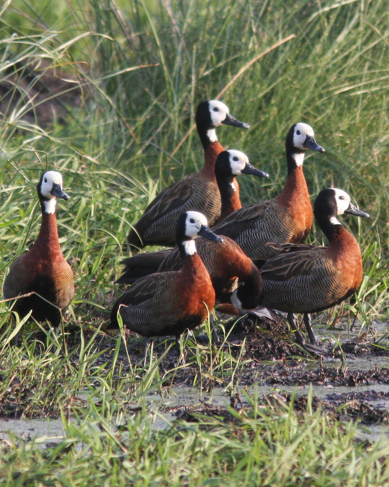 White-faced Whistling-Duck Photo by Henk Baptist