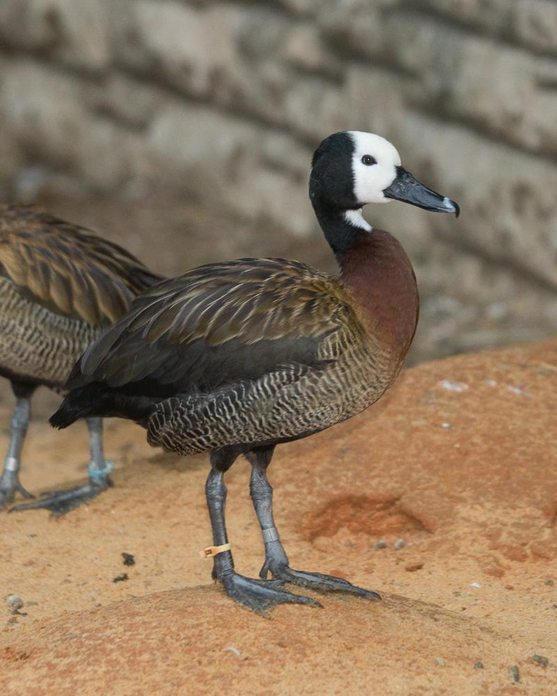 White-faced Whistling-Duck Photo by Chris Harrison