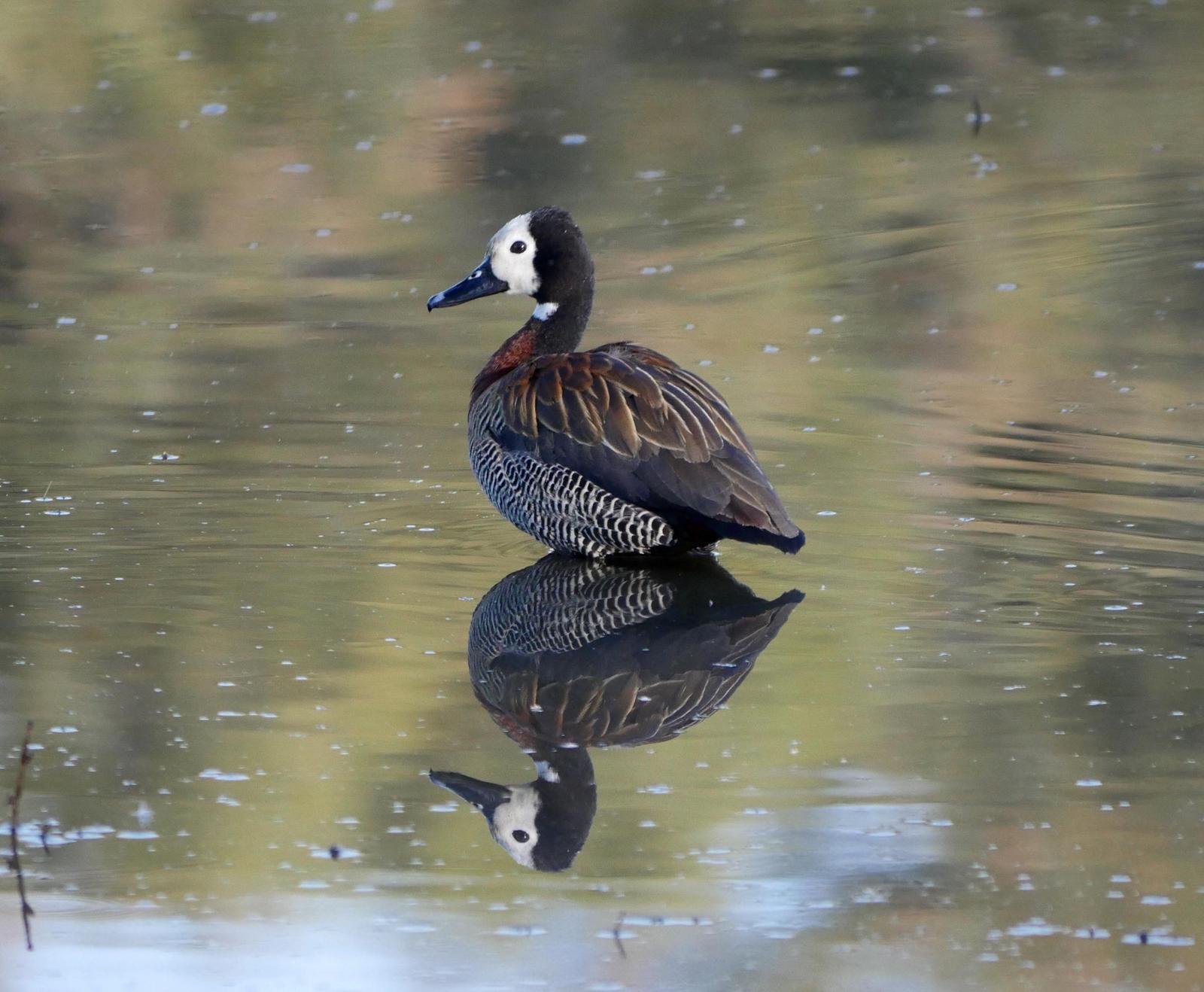 White-faced Whistling-Duck Photo by Peter Lowe
