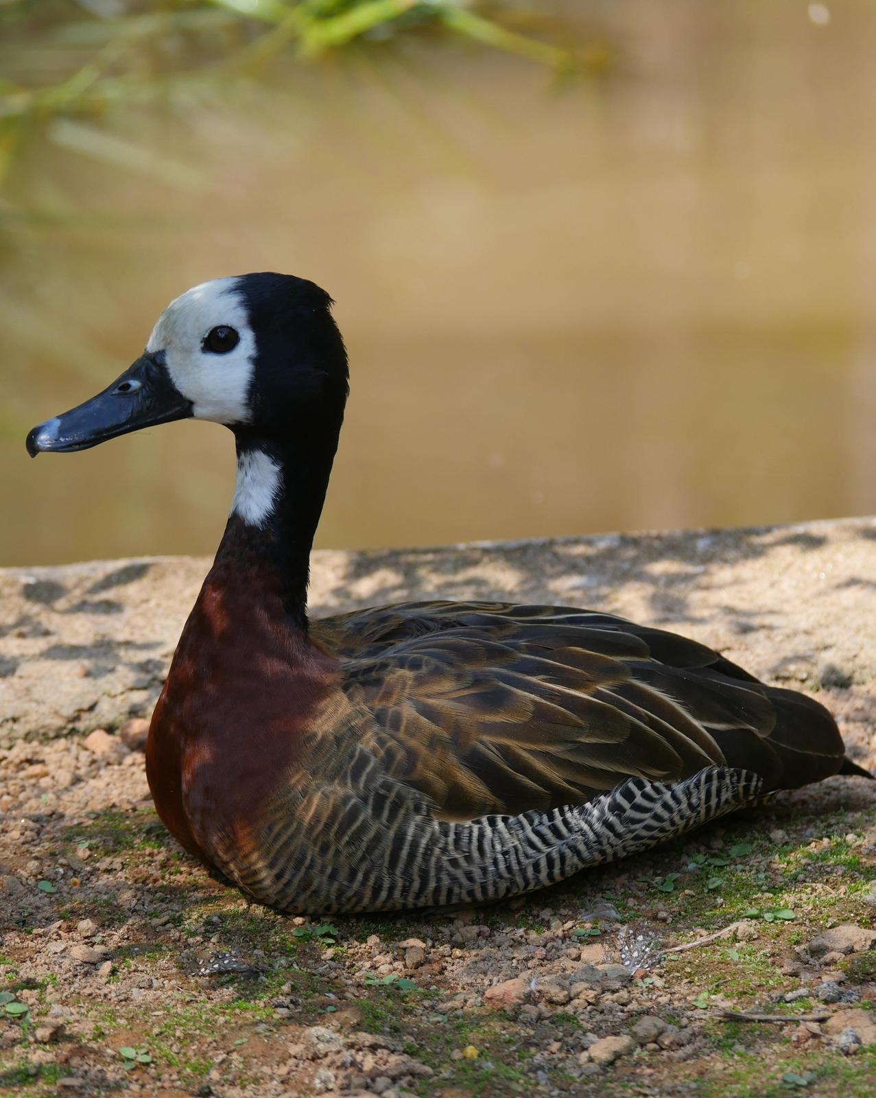 White-faced Whistling-Duck Photo by Peter Lowe