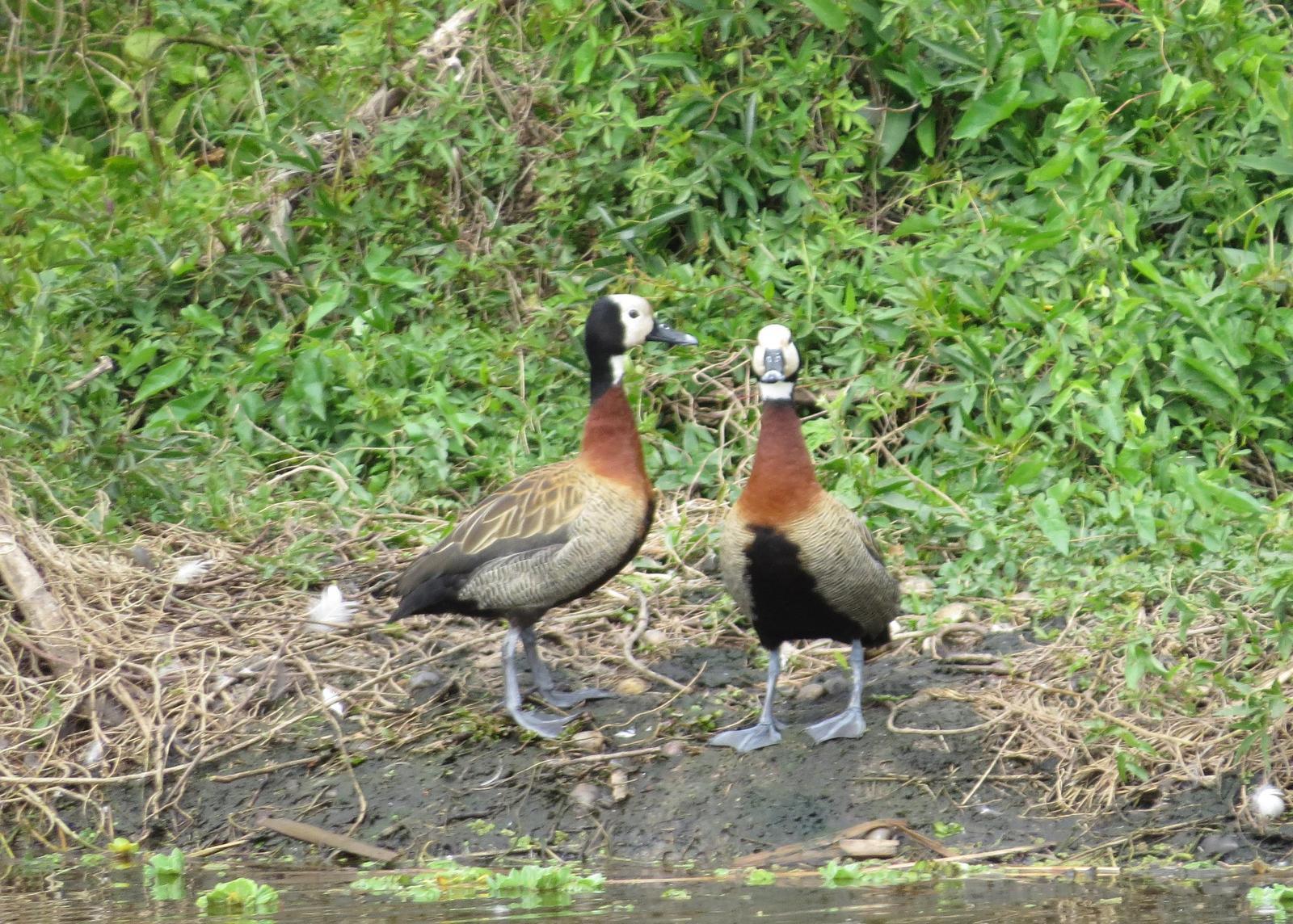 White-faced Whistling-Duck Photo by Jeff Harding